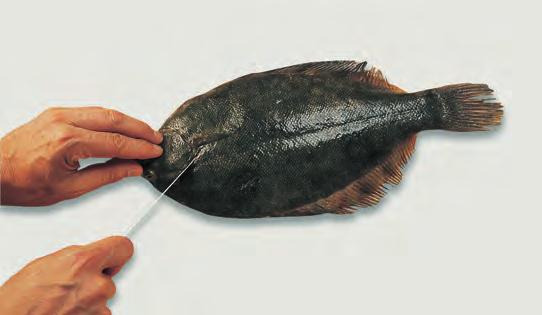 FIN FISH 445 Figure 4.3 Filleting flatfish. (a) Use a thin-bladed, flexible knife.
