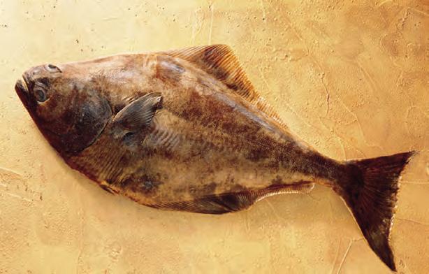 FIN FISH 447 SOLE (DOVER SOLE OR ENGLISH SOLE) Type: Lean. Characteristics: Narrower, more elongated than flounder. Flesh similar to flounder, but firmer in texture.