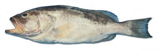 448 CHAPTER 4 UNDERSTANDING FISH AND SHELLFISH COD Type: Lean. Varieties: Small, young cod is called scrod. Characteristics: Lean, white, delicately flavored flesh with large flakes.