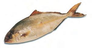 Cod: 2 2 to 25 lb and up ( to kg). Characteristics: A firm, white, oily fish containing a fat that is not metabolized by the human body.