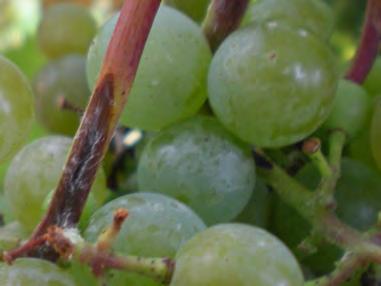 2 Berry Infections Phomopsis on the grape berries is often not recognized until veraison. Berry infection by Phomopsis occurs early in the season pre-bloom to 4 weeks post bloom.