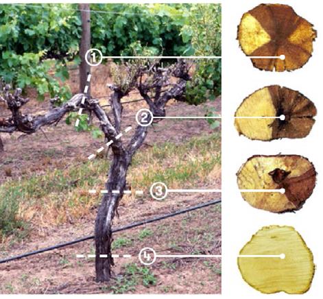 It is significant to remember that wounds remain potential infection pathways to fungi for a long period of time and protection of both new and old pruning wounds is required to limit disease