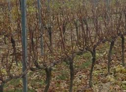 { { Figure 6: Mechanical pre-pruning (left), manual spur pruning (right) (IFV South-West) 3- Minimal pruning Minimal pruning consists of almost no pruning and recently it has been considered as a