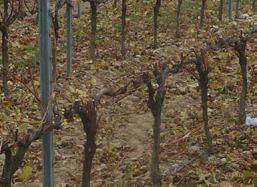 While this system reduces labour costs of pruning, it is also related with high productions and lower grape quality.