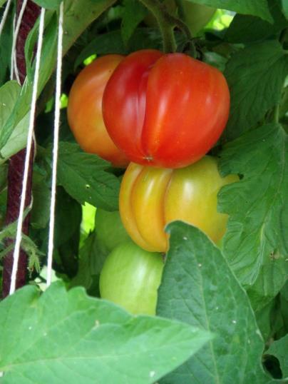 Tomato Fruits maturation Fruit ripen 35-60 after anthesis Color influenced by light and temperature Optimum