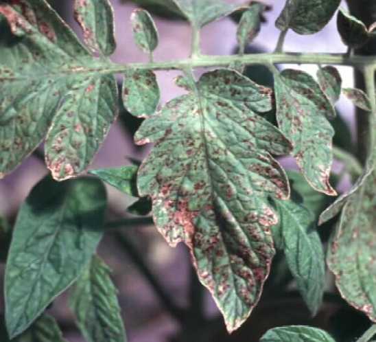 Tomato Disease problems Viral Tobacco mosaic Tomato spotted wilt