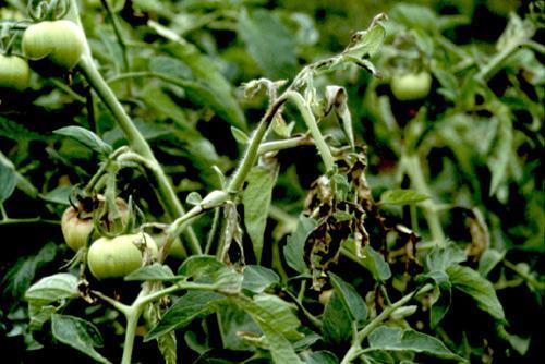 Tomato Disease Control (pathogens) Conventional Certified seed, resistant varieties, sanitation, crop rotation, proper irrigation, fungicides, soil fumigation,