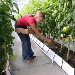Fresh Tomato Greenhouse production