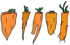 Cut stem squarely no more than ½" long. Carrot 5 carrots Uniform roots, true to size, shape, and color of variety.