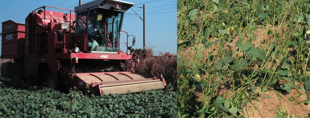 Figure 7. Mechanical harvest of edamame with a multi-row green bean combine (left); plants with some pods remaining after mechanical harvest (right). (Photo: C. Miles) In the U.S.