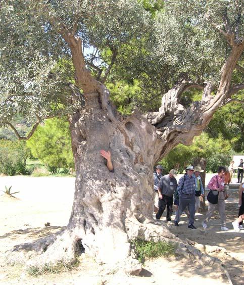 Matured olive treeabout