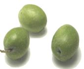 FRUIT Fruit is a drupe Color is green when immature