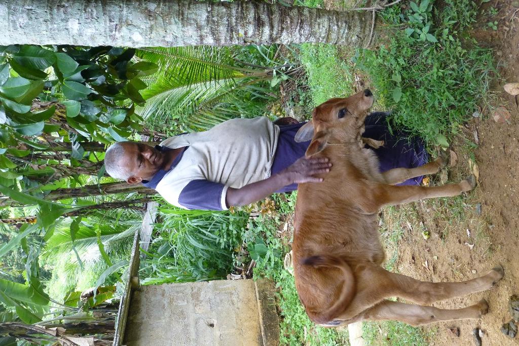 Baby cow from distributed one Farmers