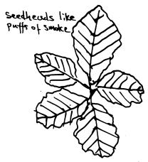 1 Smoketree At number 1 on the map is a tree with roundish two-inch leaves. This is Smoketree (scientific name Cotinus coggygyria), native to central Europe, China, and the Himalayas.