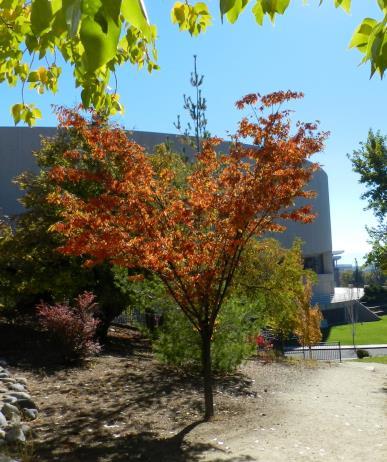 leaves of this cultivar are bright yellow fading to green, but once again the new leaves are colorful. This tree has bright yellow Fall color.