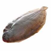 Black Sole Whole 500g - 1 Contains: 2-4 Fish App 2 FS202 Turbot
