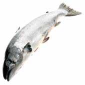 Fish Fresh Prices may vary, please check at time of order. Salmon Organic Salmon Whole (Farmed) 1.3-1.8 Contains: 4 Fish 6 FS272 Salmon Whole (Farmed) 4-5 Contains: 1 Fish 4.
