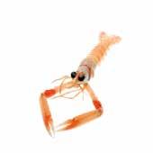 Langoustines Whole Small 31-40 Case of 6 x 1 1 FS1020Z Case of 6