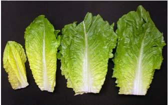 lettuces.