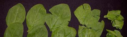 Quality categories (leaf damage) for commercial packaged spinach Category number and name Category Description No damage Intact leaves with no or only minor damage Slight damage Intact or near