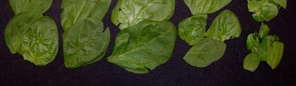 damaged areas Leaf Pieces Leaf pieces comprised of <% of leaf area *Near intact refers to leaves cut at the base with mechanical harvester Typical defects (% damaged leaves) in spinach from