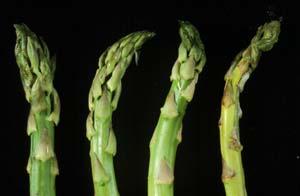 Asparagus storage conditions.
