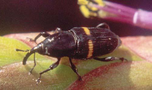 weevil. Photograph by B. Larson, University of Florida.