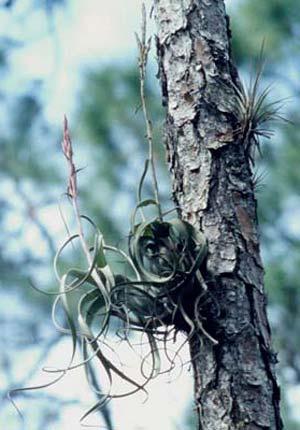 Page 4 of 9 Figure 4. Tillandsia balbisiana Schultes, one of the principal host plants of the Florida bromeliad weevil, Metamasius mosieri Barber. Photograph by B. Larson, University of Florida.