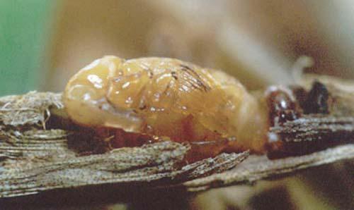 weevil. Photograph by B. Larson, University of Florida. Figure 8.