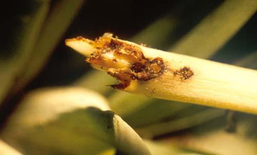 Management In natural areas, the Florida bromeliad weevil does not damage host plant populations enough to warrant management efforts.
