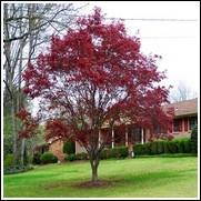 The Flame Maple tree is a well adapted tree and a very good shade tree choice for gardens in the Northern and Southern States. Japanese Maple such as the: Bloodgood Japanese Maple (Acer palmatum var.