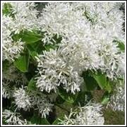 In the late Summer, drooping clusters of fragrant Lily-of-the-Valley-like white flowers add an interesting and unique look to the Sourwood Tree.