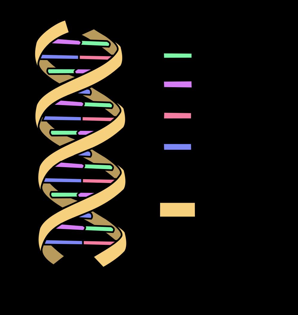 Bite Sized Bio DNA is made of chemical building blocks called nucleotides.