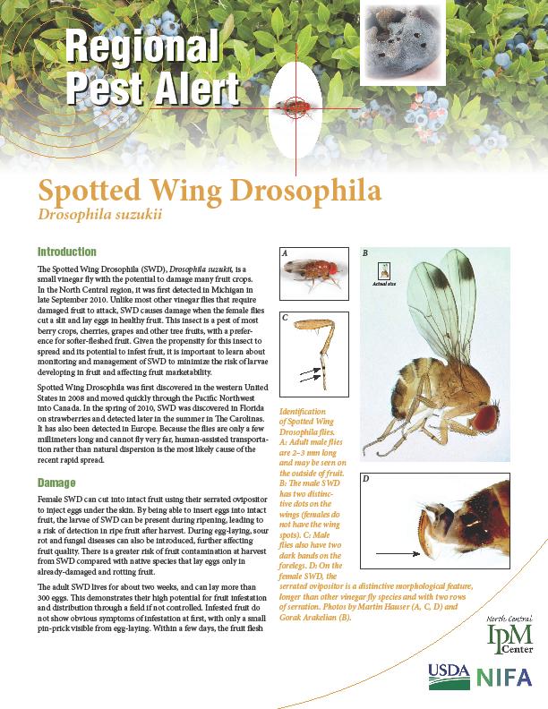 Spotted Wing Drosophila= SWD Introduced into California in late 2008, SWD has since spread throughout California, Oregon, and Washington Due to a