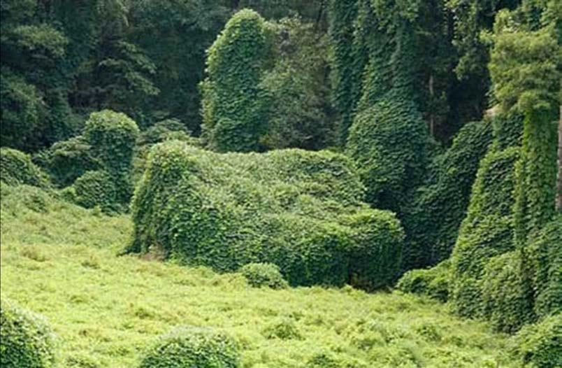 The Kudzu Bug invasion Kudzu plant: Pueraria montana, In October of 2009, it was first noticed in the US