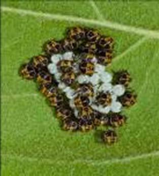 Egg Mass 1 st instar 2 nd 3 rd 4 th 5 th Adult
