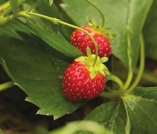 Strawberries Strawberry plant 8 x 1# case Berries should be uniformly red in color, firm, flavorful and free of defects and disease. Harvest at fully ripe for best flavor. Leave cap attached.