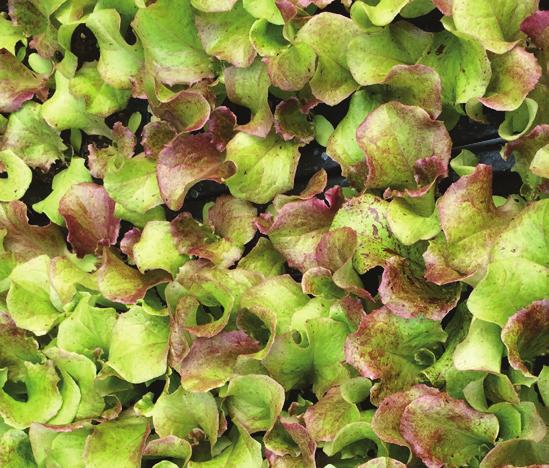 Head Lettuce Lettuce 12/24 heads, with a bag liner Lettuce should be fresh, green and not soft or split, with no leaf decay, spotting or discoloration.