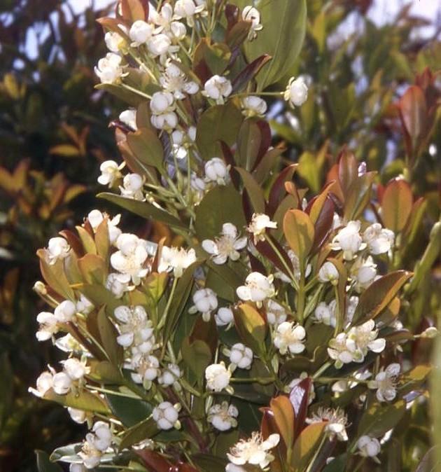 white flowers occur in late spring.