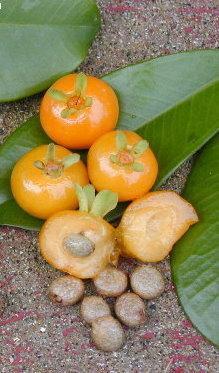 orange fruited form is also