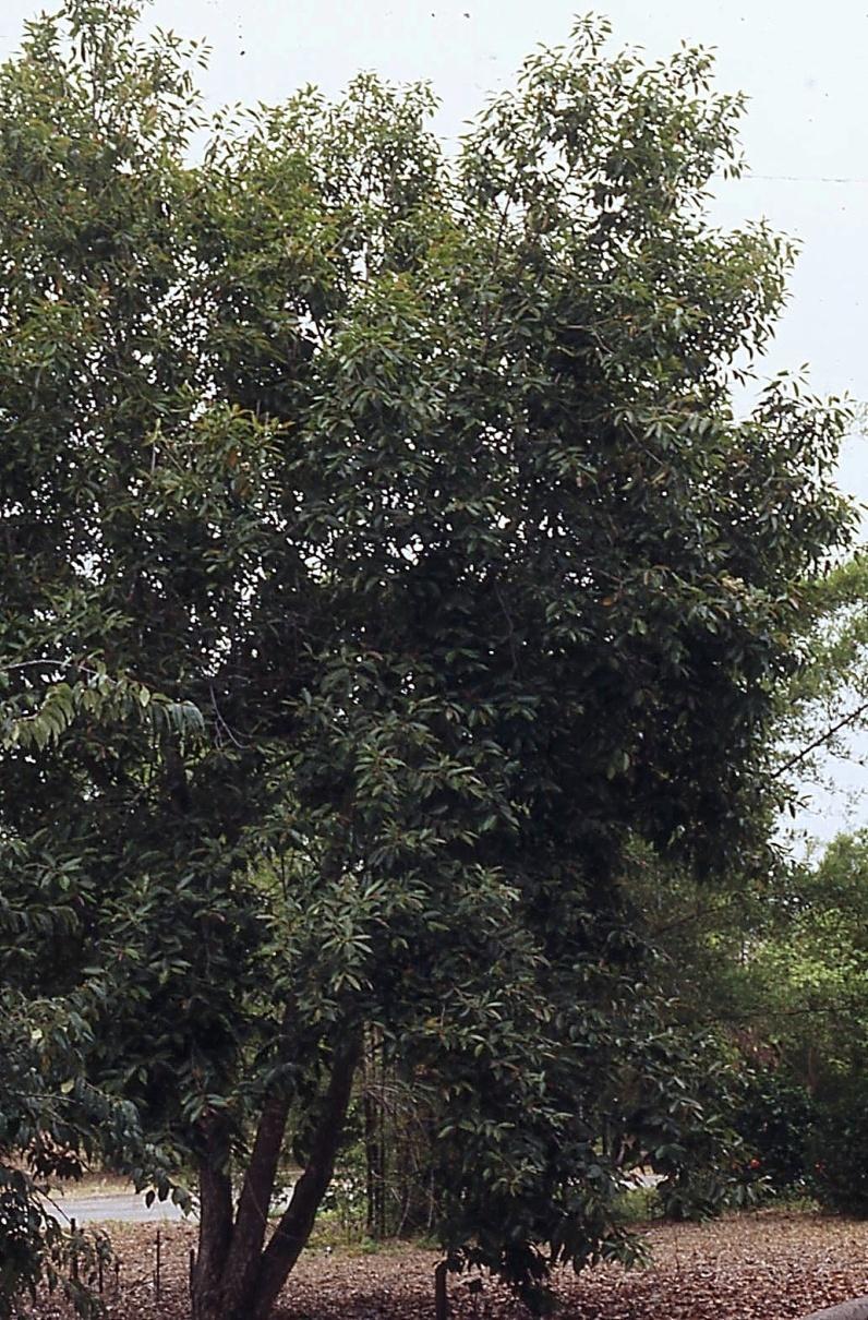 Eugenia jambolana (Syzygium Cumini) Jambolan / Java Plum Large tree up to 40-50 or more. Hardy to at least 26 F.