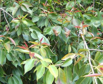 Eugenia jambolana (Syzygium Cumini) Jambolan / Java Plum New growth