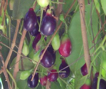 Eugenia jambolana (Syzygium Cumini) Jambolan / Java Plum Oval