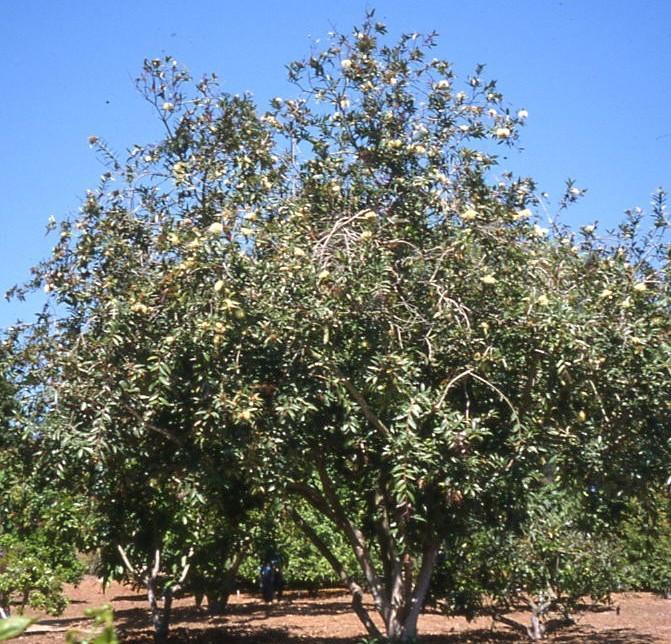 Eugenia jambos (Syzygium jambos) Rose Apple A large