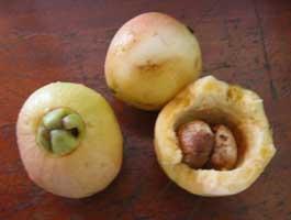 fruit forms a hollow shell around the seeds.