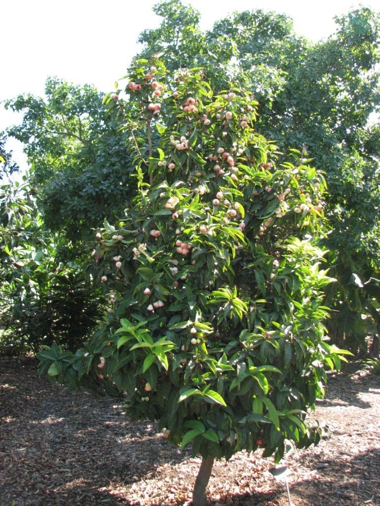 Eugenia javanica (Syzygium samarangense) Wax Jambu