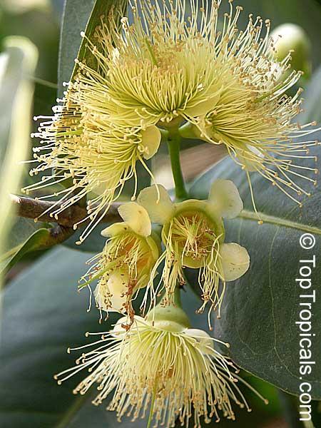 Eugenia javanica (Syzygium samarangense) Wax