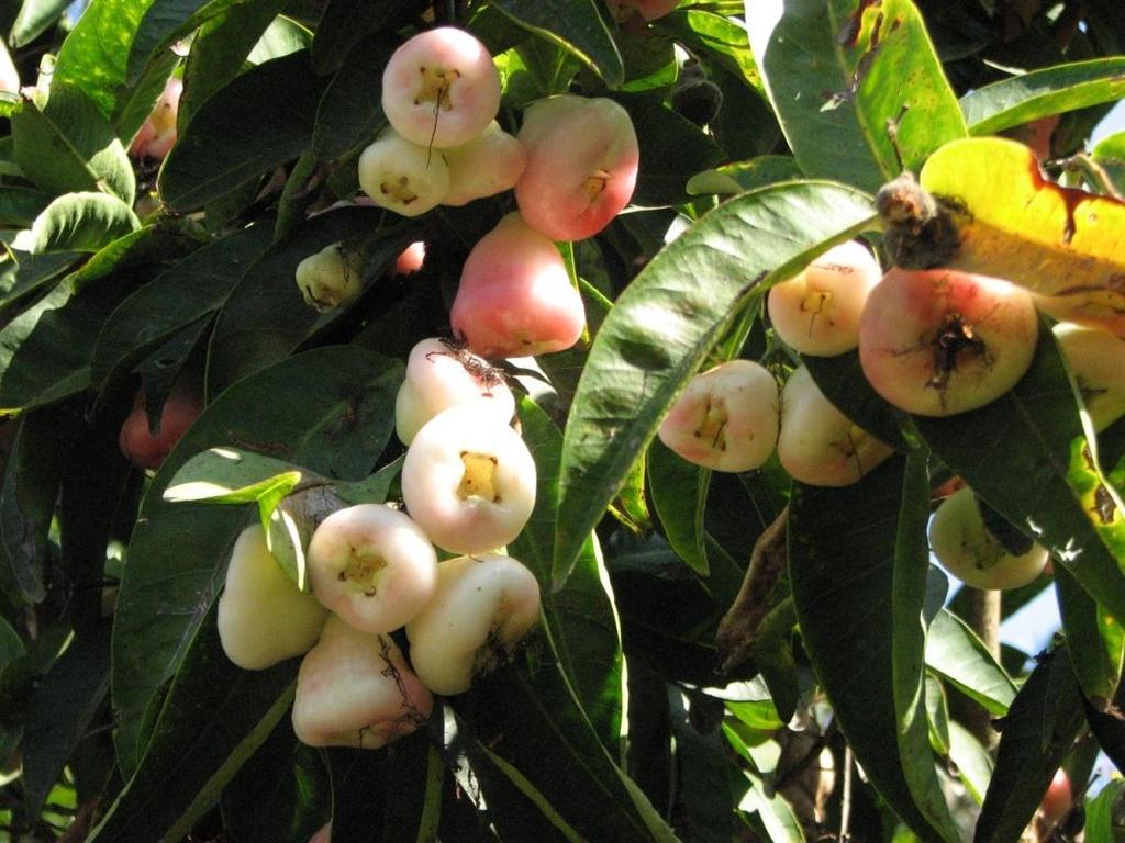 Eugenia javanica (Syzygium samarangense) Wax Jambu The fruit is a