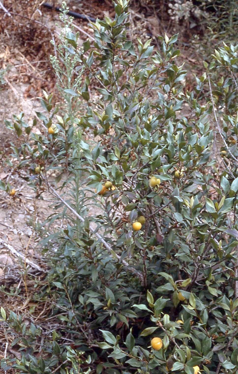 Eugenia luschnathiana Pitomba First introduced into the U. S. in 1914.