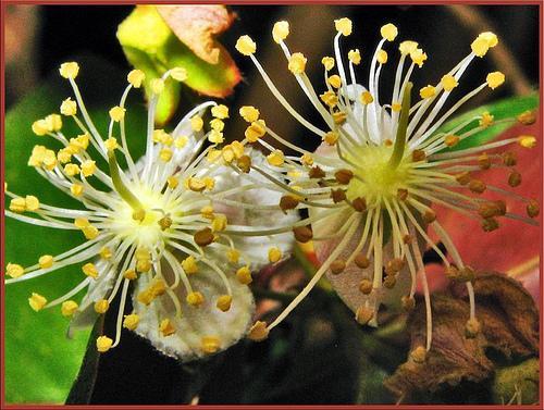 Eugenia uniflora Pitanga / Surinam